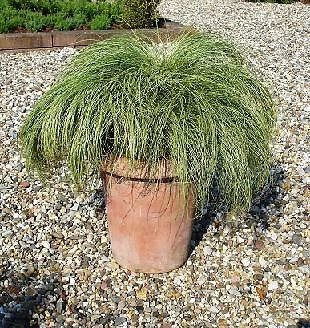 Carex comans Amazon Mist 250 seeds