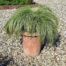 Carex comans Amazon Mist 250 seeds