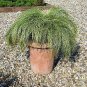 Carex comans Amazon Mist 250 seeds