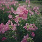 Malva alcea fastigiata 250 seeds