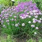 Chives Medium Leaf 2,500 seeds