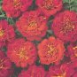 Marigold Durango Red 1,000 seeds