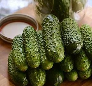 Cucumber Gherking 100 seeds