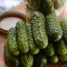 Cucumber Gherking 100 seeds
