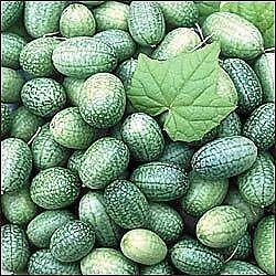 Melothria scabra 100 seeds