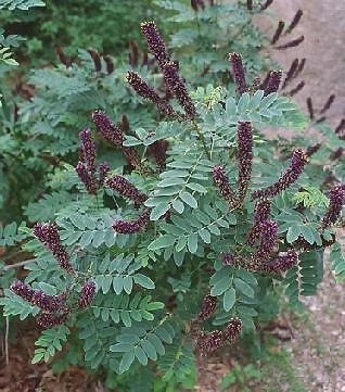 Amorpha fruticosa 250 seeds