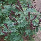 Amorpha fruticosa 250 seeds