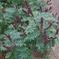 Amorpha fruticosa 250 seeds