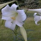 Lilium (Lily) formosanum 100 seeds