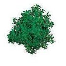 Basil Fino Verde 2,500 seeds