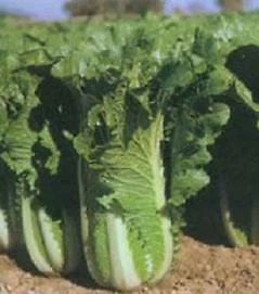 Cabbage Jade Pagoda 250 seeds