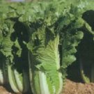 Cabbage Jade Pagoda 250 seeds