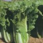 Cabbage Jade Pagoda 250 seeds