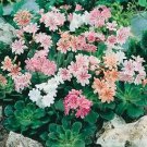 Lewisia cotyledon Rainbow Mix 100 seeds