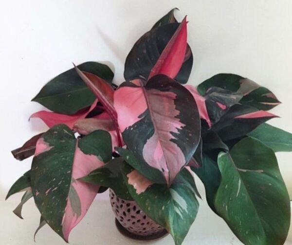 Pink Princess Variegated Philodendron Small Rooted Starter Plant Garden