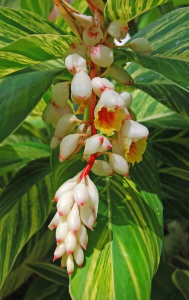 Variegated Shell Ginger Small Rooted Starter Plant Alpinia Zerumbet Variegata Garden