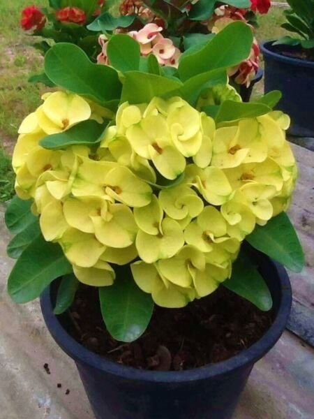 Golden Crown Crown Of Thorns Euphorbia Milii Christ Plant Samll Starter Plant Garden