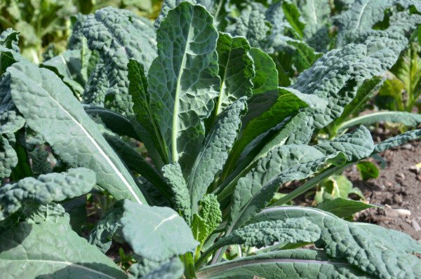 500 Lacinato Kale Seeds Heirloom Dinosaur Kale Non Gmo Fresh Seeds Garden