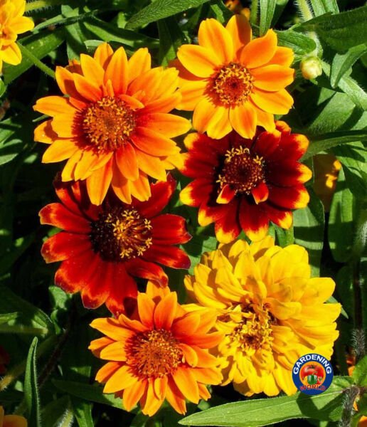 500 Zinnia Flower Seeds Persian Carpet Mexican Haageana Mix Garden