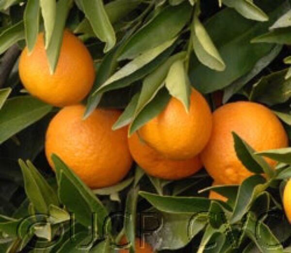 California Only Clementine / Nour Semi Dwarf Mandarin Tree 18 36” Tall