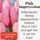 20 Tulip Darwin Hybrid 'Pink Impression' Size 12/+ Cm Free Fertilizer Boost Garden