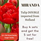 30 Tulip Double Mid 'Miranda' Size 12/+ Cm Free Fertilizer Boost Garden