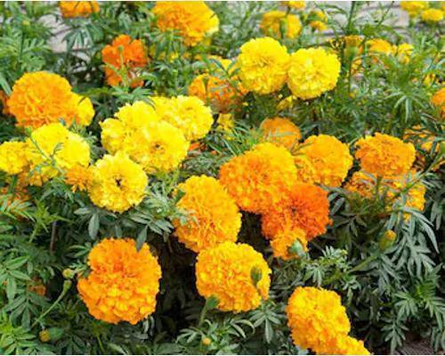 Marigold Cracker Jack Seeds For Planting - 1,000+ Seeds - Beautiful