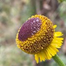 50 Seeds Rosilla Helenium Puberulum Autumn Lollipop Sneezeweed Daisy Flower Herb Fresh