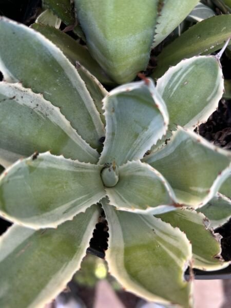 Agave Kissho Kan Lucky Crown Century Plant Pups 4 - 5" Diameter Fresh