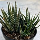 Haworthia Fasciata Zebra Plant 2 Heads Per Container Comes In A 3.5" Pot Fresh Garden
