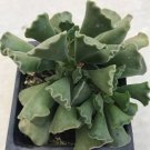Adromischus Cristatus "Key Lime Pie" Comes In A 3.5" Pot Fresh Garden