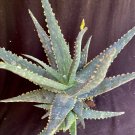 Aloe X Kelly Blue Aloe Plant Fresh Garden