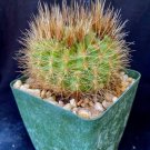 Parodia Penicilata Cactus Plant Fresh Garden