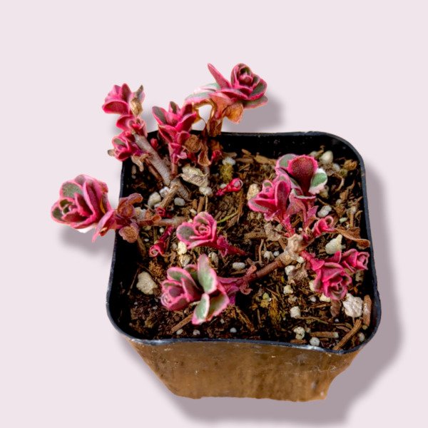 Euphorbia Flanaganii Medusa S Head Succulent Plant Fresh Garden