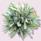Aeonium Ballerina Succulent Plant Fresh Garden