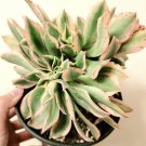 Aeonium Sunburst Crest Succulent Plant Fresh Garden