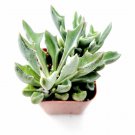 Senecio Kleinii Mis - Spear Head Succulent Plant Fresh Garden