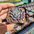 Sedeveria Blue Elf Succulent Plant Fresh Garden