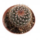 Mammillaria Spinosissima Red Headed Irishman Cactus Plant Fresh Garden