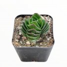 Crassula Buddha S Temple Succulent Plant Fresh Garden
