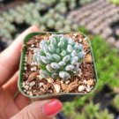 Graptopetalum Pachyphyllum Bluebean Succulent Plant Fresh Garden
