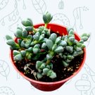 Corpuscularia Lehmannii - Ice Plant Succulent Plant Fresh Garden