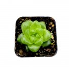 Haworthia Obtusa Hybrid Succulent Plant Fresh Garden