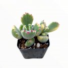 Cotyledon Tomentosa Variegated Bear S Paw Succulent Plant Fresh Garden