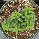 Peperomia Axillaris Succulent Plant Fresh Garden