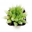 Haworthia Cymbi Mis Cathedral Window Haworthia Succulent Plant Fresh Garden