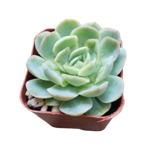 Echeveria Raspberry Ice Succulent Plant Fresh Garden