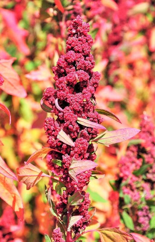 100 RED Head Quinoa Grain Chenopodium Quinoa Pink & Red Heads - White (Best Seeds) Can Grow in Pot F