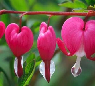 100Pcs/Pack Dicentra Spectabilis Seeds Rare Orchid Bleeding Heart Color Red Fresh Garden
