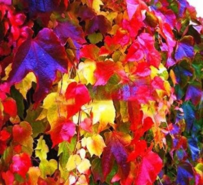 100Pcs/Pack Boston Ivy Seeds Garden Climbing Creeper Plants Fresh Garden